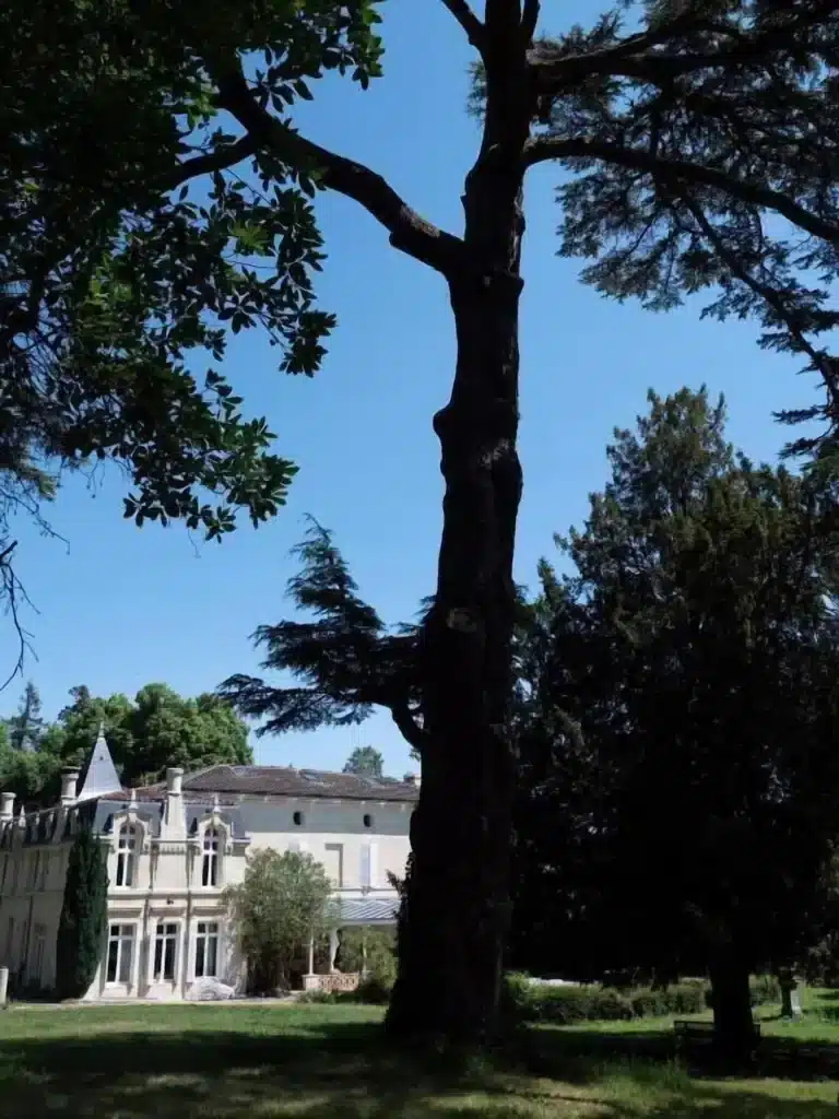 Grand arbre ancien en silhouette devant un élégant château clair et son parc verdoyant sous un ciel bleu d'été.